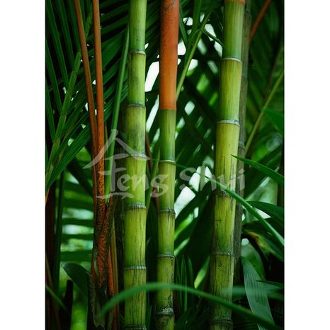 Feng shui fotografia Bambus pre zdravie