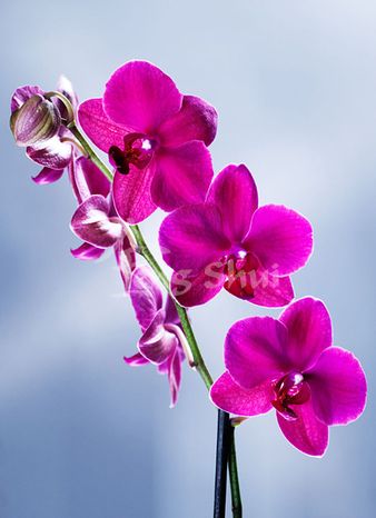 Fotografia - Orchidea (plátno)
